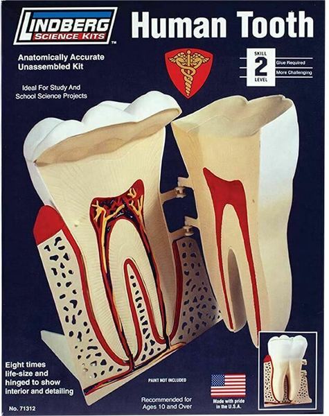 Lindberg Lindberg Human Tooth Educational Kit (Level 2)