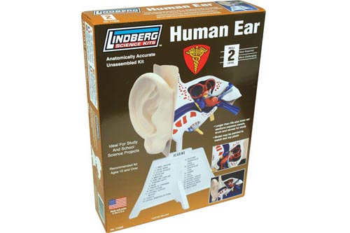 Lindberg Lindberg Human Ear Educational Kit (Level 2)